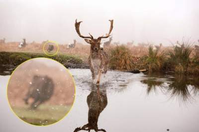 Собака помогла фотографу сделать эффектные снимки оленей