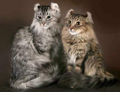 Редкие породы кошек, о которых многие не знают. Фото