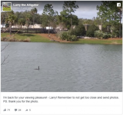 Крокодил прогулялся по Флориде и стал звездой Facebook
