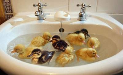 Забавные снимки купающихся животных. Фото