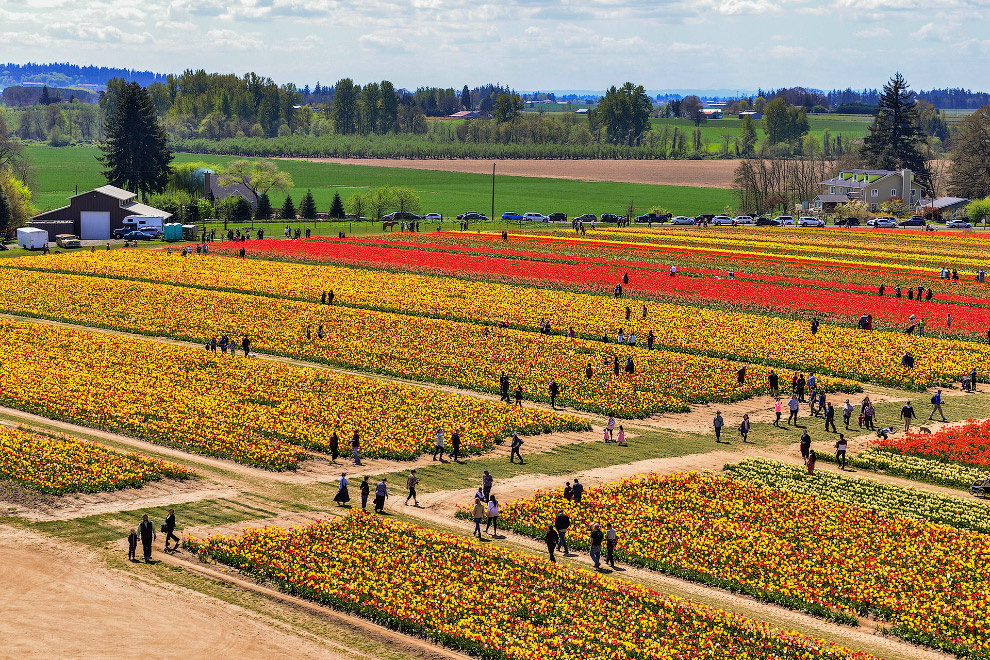 В Орегоне стартовал фестиваль тюльпанов 