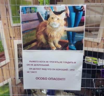 Забавные питомцы, которые обожают проказничать