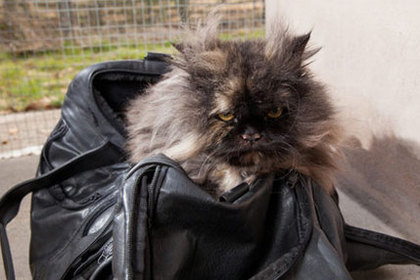 Уснувшая в дорожной сумке кошка совершила перелет из Египта в Англию