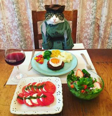 Кошка и типичная еда из разных стран. Фото