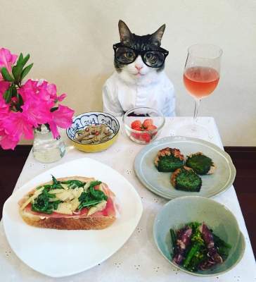 Кошка и типичная еда из разных стран. Фото
