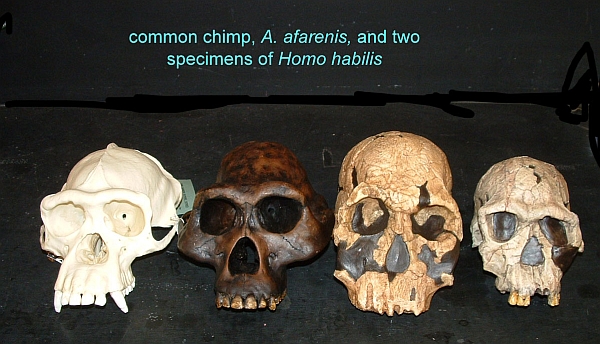 Слева направо: черепа шимпанзе обыкновенного, австралопитека афарского и двух людей умелых 