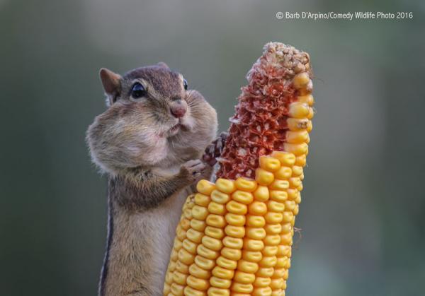 Самые смешные фотографии с конкурса Comedy Wildlife Photography Awards 2016 (ФОТО)