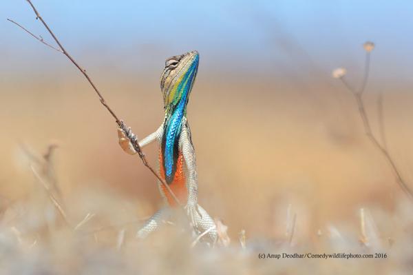 Самые смешные фотографии с конкурса Comedy Wildlife Photography Awards 2016 (ФОТО)