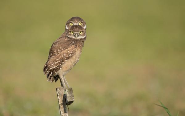 Самые смешные фотографии с конкурса Comedy Wildlife Photography Awards 2016 (ФОТО)