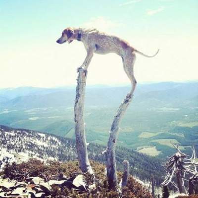 Фотограф создает забавные фотки своей собаки
