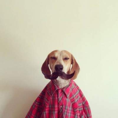 Фотограф создает забавные фотки своей собаки