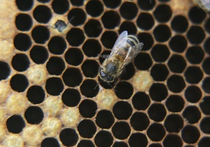 Наночастицы с пчелиным ядом уничтожают ВИЧ