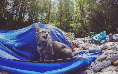 Забавные фотки кошек, обожающих путешествовать