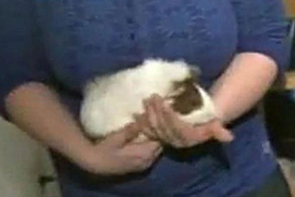 Суд разрешил студентке держать морскую свинку в общежитии