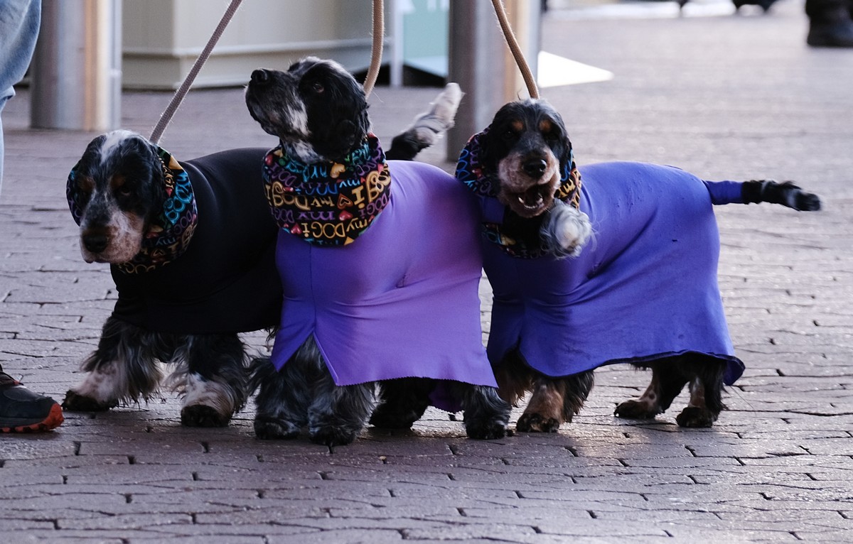 Выставка собак Crufts Dog Show 2019 проходит в Великобритании