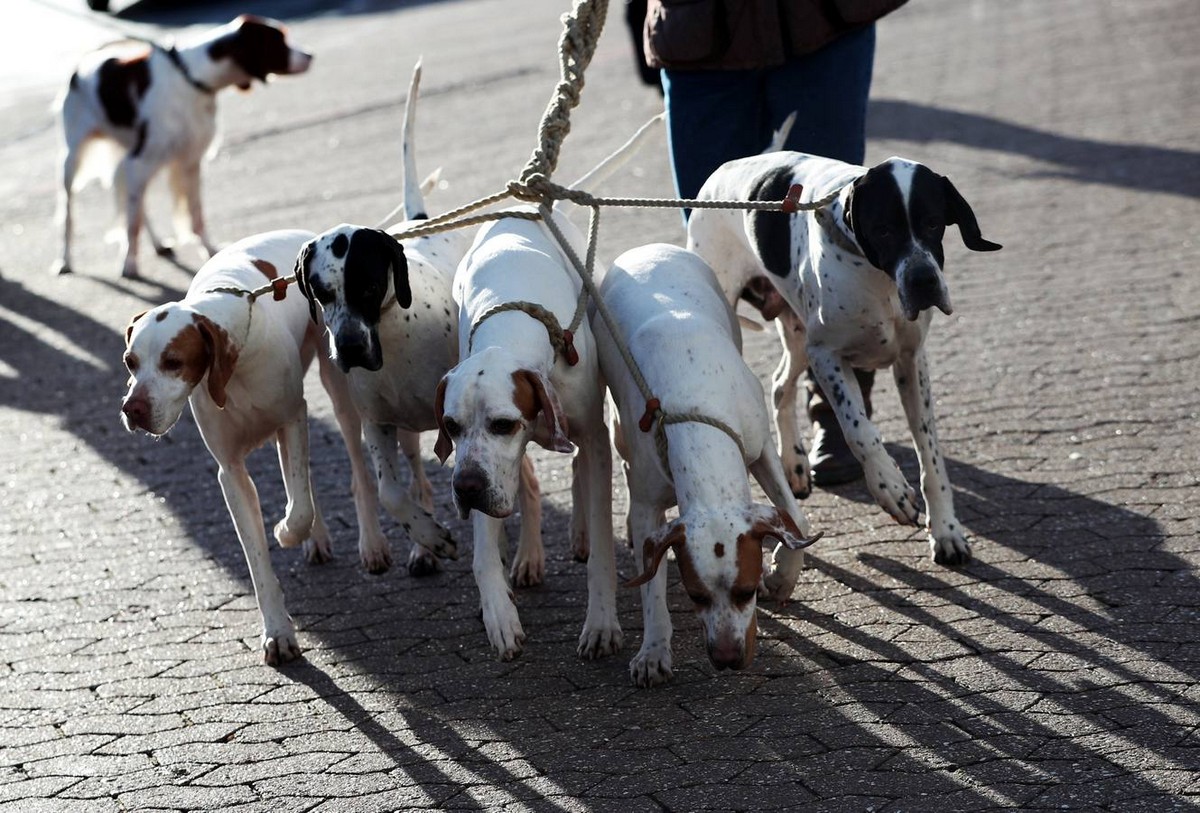 Выставка собак Crufts Dog Show 2019 проходит в Великобритании