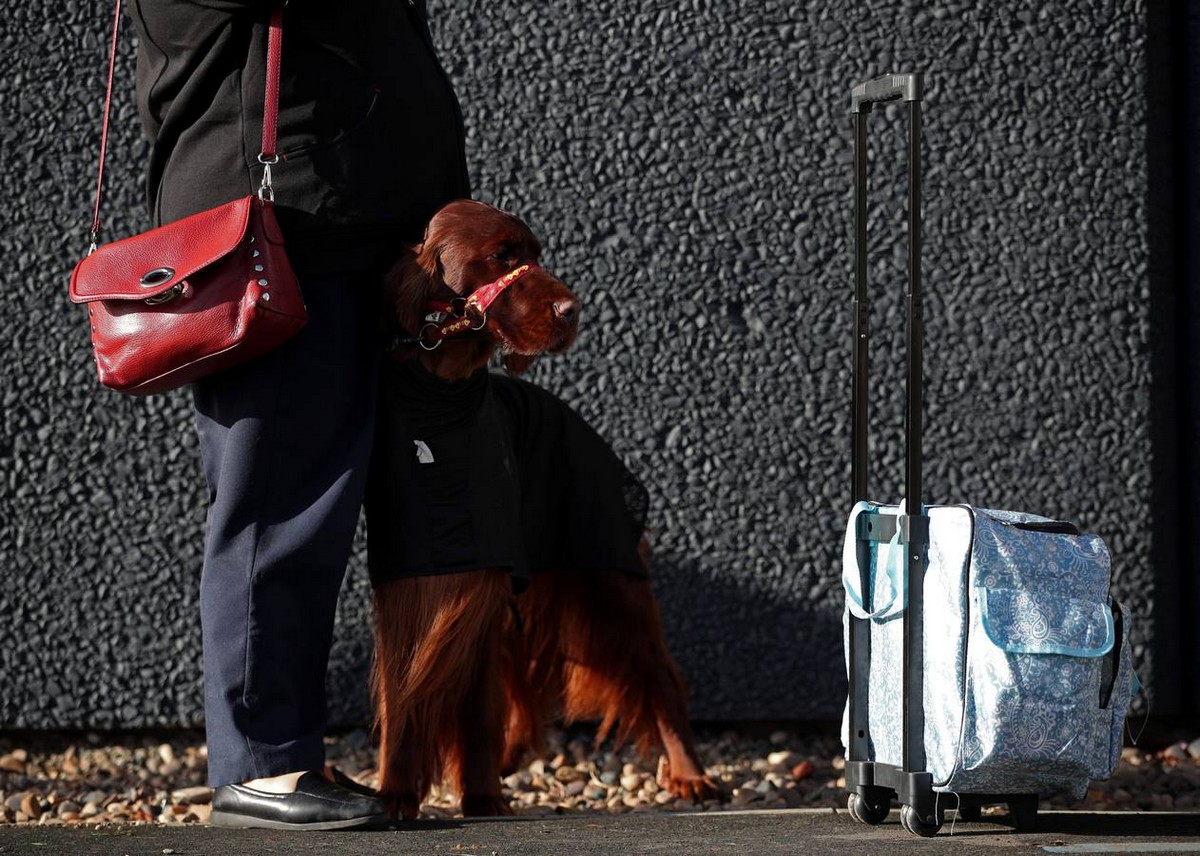 Выставка собак Crufts Dog Show 2019 проходит в Великобритании