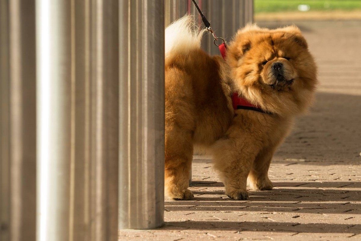 Выставка собак Crufts Dog Show 2019 проходит в Великобритании