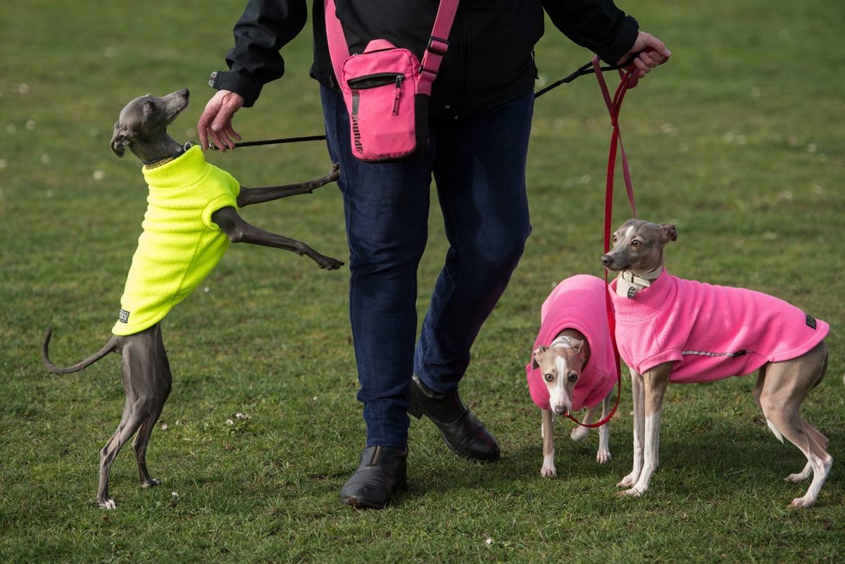 Выставка собак Crufts Dog Show 2019 проходит в Великобритании