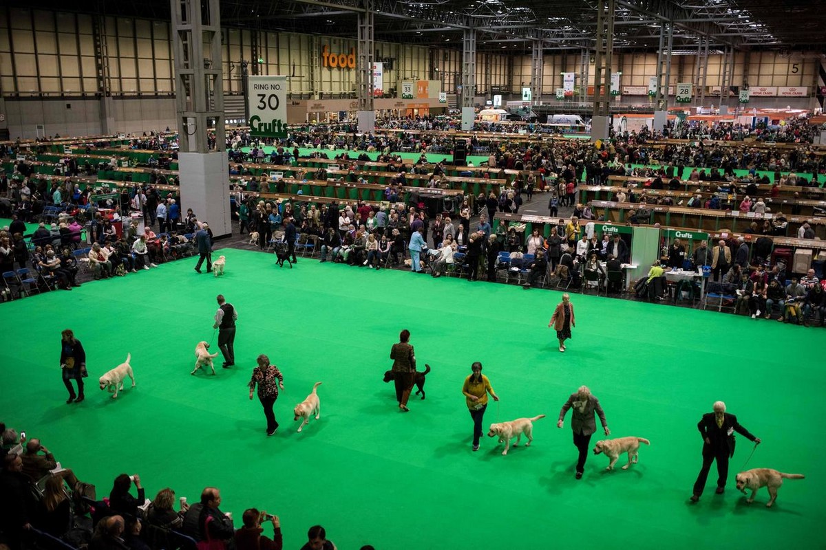 Выставка собак Crufts Dog Show 2019 проходит в Великобритании