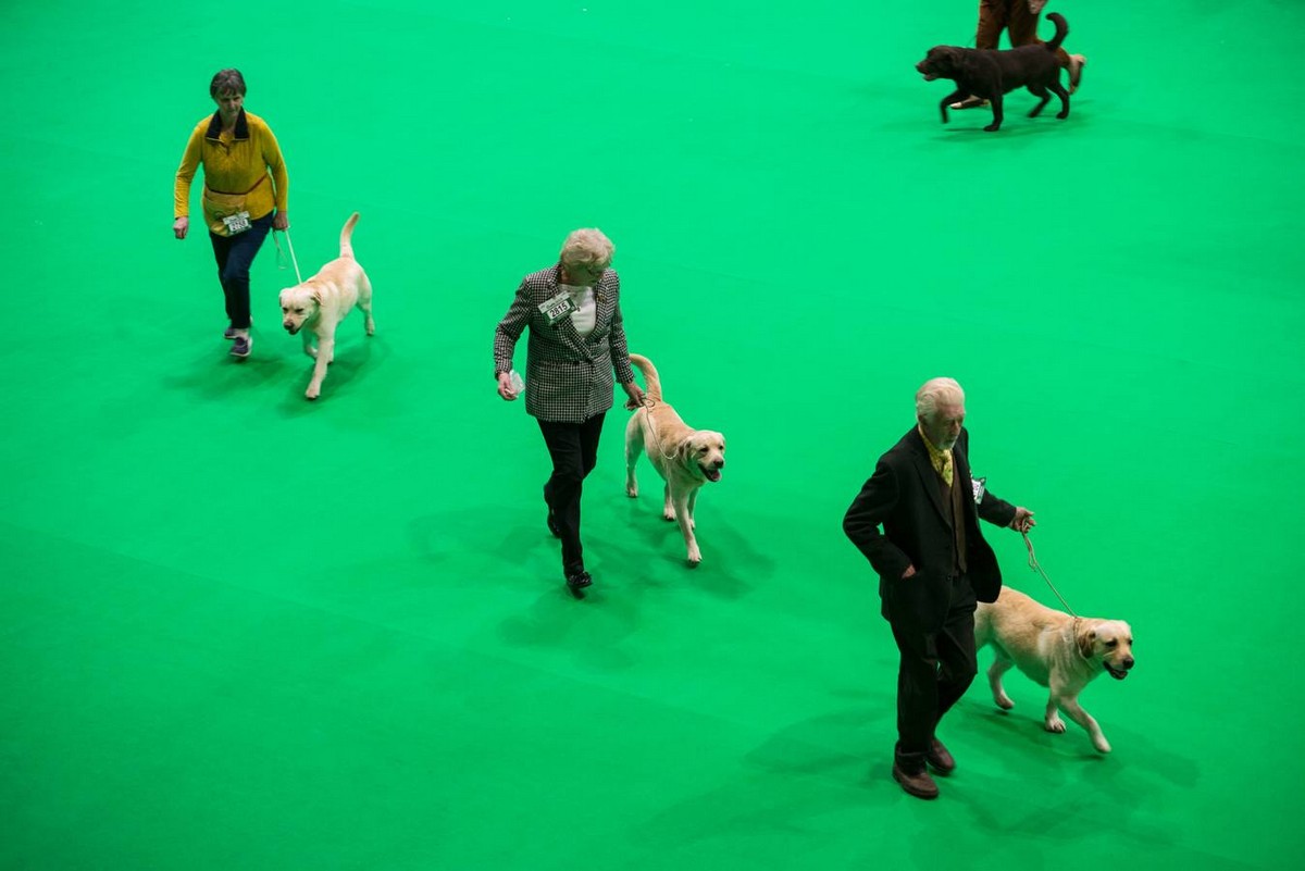 Выставка собак Crufts Dog Show 2019 проходит в Великобритании