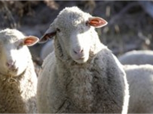 В Казахстане родилась овца с тремя глазами и восемью ногами
