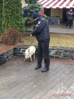 В Луцке на встречу с Порошенко привели свинью в подгузнике