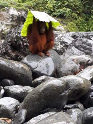 Орангутанги придумали, как обойтись без зонтика