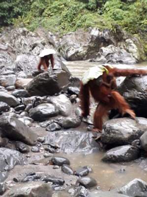 Орангутанги придумали, как обойтись без зонтика