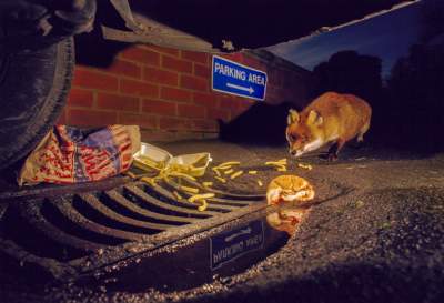 Как живется диким животным в городских условиях. Фото