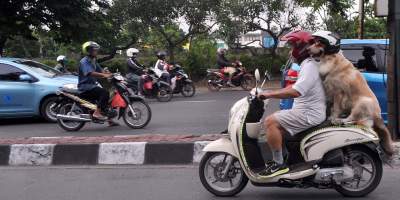 Псы-гонщики стали достопримечательностями в Индонезии. Фото