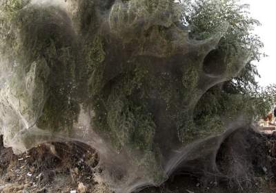 Уникальное явление: нашествие пауков в Пакистане. Фото 