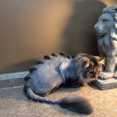 Владельцы котов превращают своих питомцев в «драконов»
