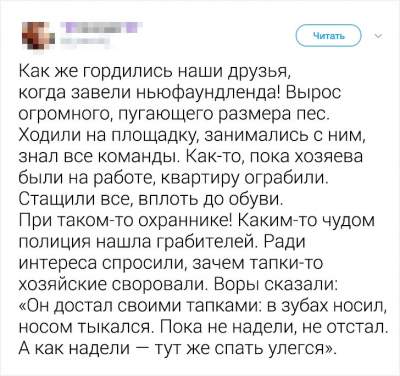 Забавные собаки, которых легко спутать с медведями 