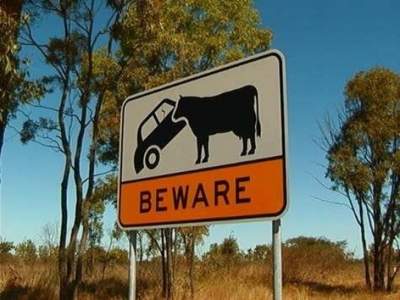 Опасные животные, которые в Австралии встречаются на каждом шагу. Фото