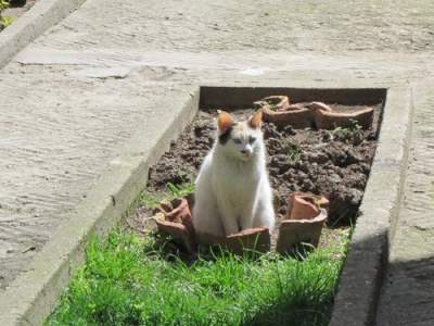 Забавные коты, проявляющие интерес к садоводству 