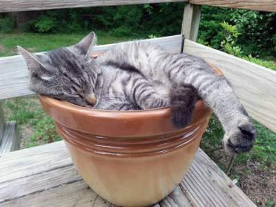 Забавные коты, проявляющие интерес к садоводству 