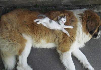 Хитрые коты, использующие собак в качестве "лежанок"
