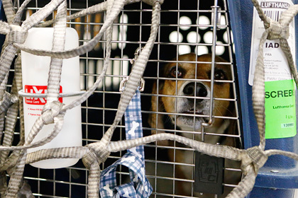 Американская авиакомпания по ошибке отправила собаку в Ирландию