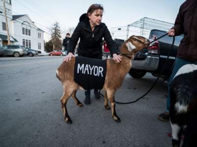 В американском городке козла выбрали почетным мэром