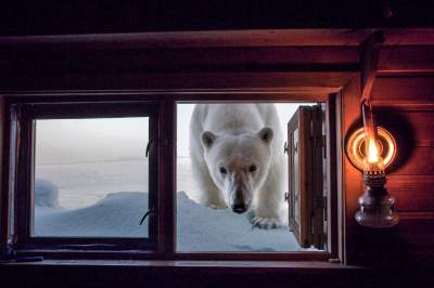 Дикие животные в портретах талантливого фотографа. Фото