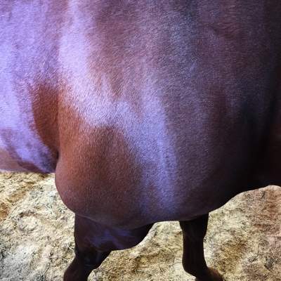 Фотограф нашел способ показать красоту лошадей. Фото