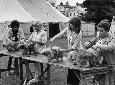 Как проводили собачьи выставки в 70-х. Фото