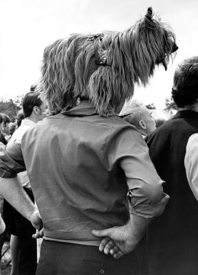Как проводили собачьи выставки в 70-х. Фото