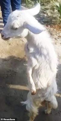 Сеть покорила коза, научившаяся ходить на задних лапах
