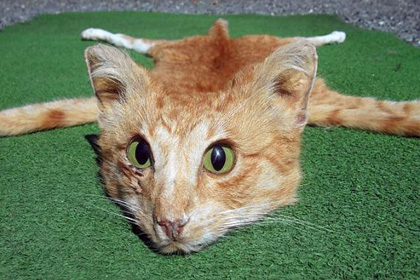 Житель Новой Зеландии продал на онлайн-аукционе коврик из кота 