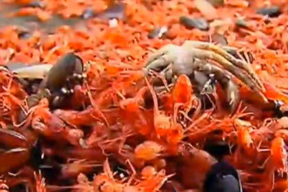 Пляж в Чили завалило мертвыми креветками 