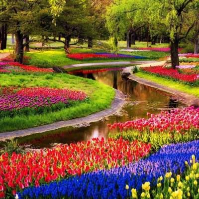Миллионы тюльпанов зацвели в Нидерландах. Видео
