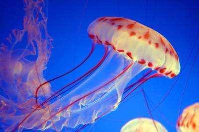 Так выглядят самые красивые медузы. Фото
