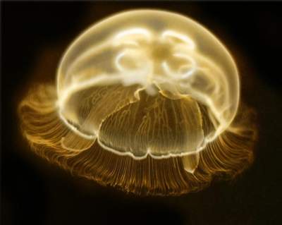 Так выглядят самые красивые медузы. Фото